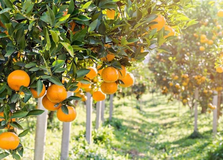 Αγροτικά: Αυξάνονται οι περιοχές με κρούσματα μαύρου αλευρώδη