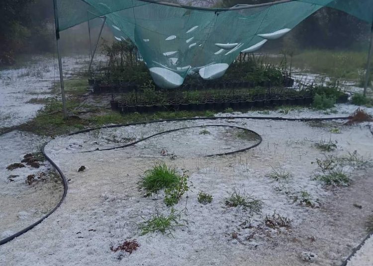 Ηλεία: Μεγάλη καταστροφή προκάλεσε το χαλάζι στον κάμπο-Όλες οι καλλιέργειες χτυπήθηκαν