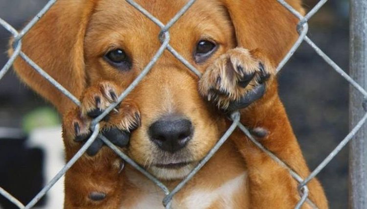 Ηλεία: Αυξήθηκαν οι κακοποιήσεις στα ζώα-255.000 ευρώ πρόστιμα μόνο τον Ιανουάριο