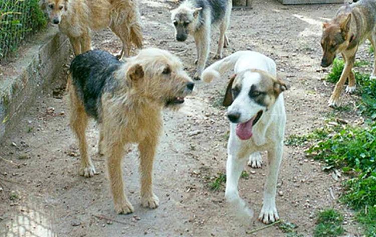 Τραγανό: Δεκάδες νεκρά σκυλιά σε κοινή θέα μετά από φόλες