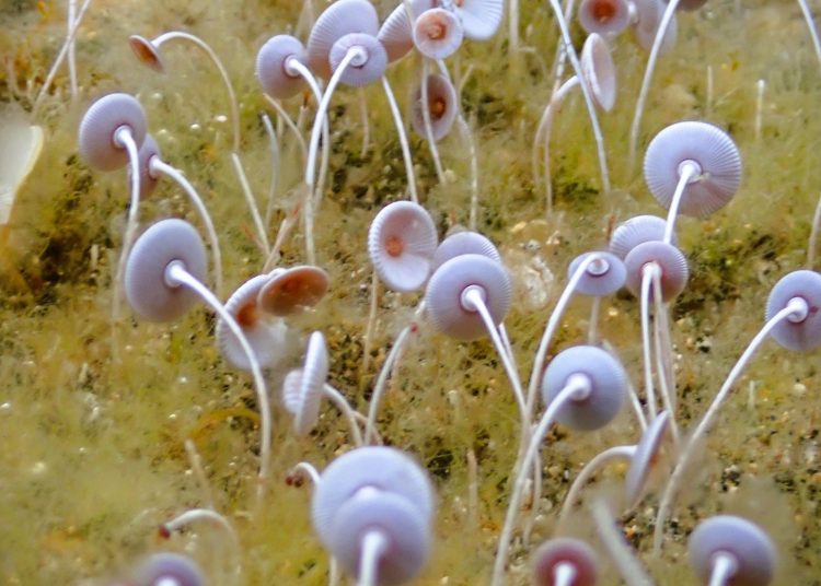 Βυθός Αγίου Ανδρέα: Εντυπωσιακές εικόνες από την θαλάσσια ζωή