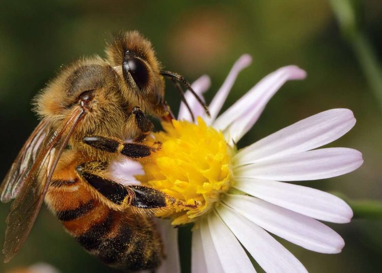 Παγκόσμια Ημέρα Μέλισσας: Όλοι εξαρτώμαστε από την επιβίωσή της