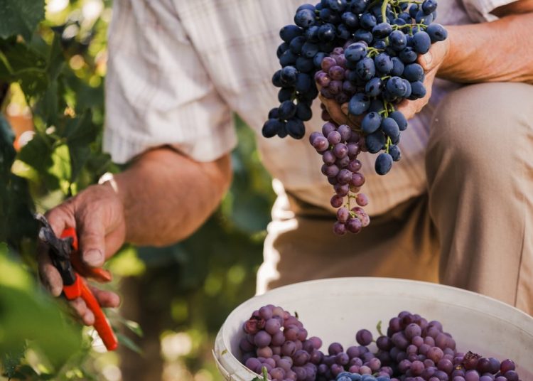 Ηλεία: 90 ευρώ το στρέμμα οι αποζημιώσεις στα οινοποιήσημα σταφύλια