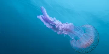 Οι μωβ μέδουσες είναι και φέτος εδώ: Γιατί αυξήθηκαν τα τελευταία χρόνια και πώς τις επηρεάζει η κλιματική αλλαγή