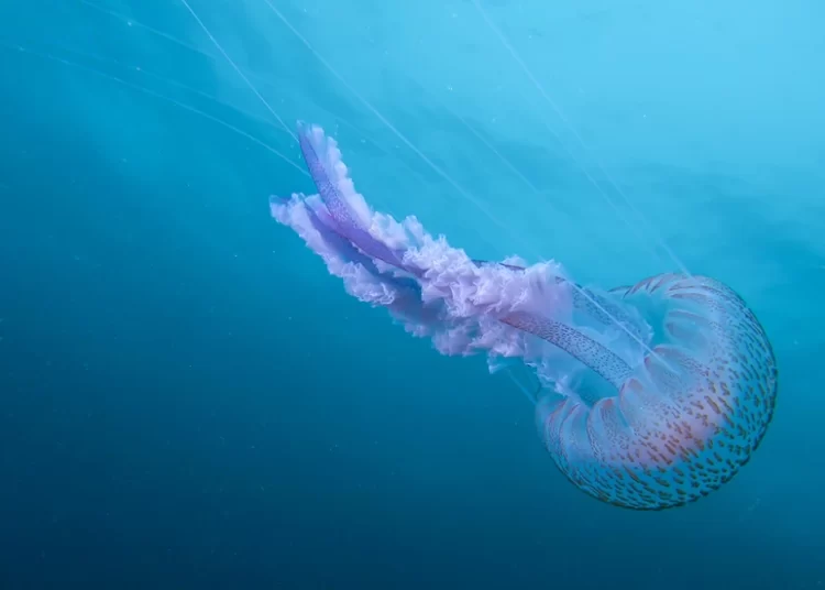 Οι μωβ μέδουσες είναι και φέτος εδώ: Γιατί αυξήθηκαν τα τελευταία χρόνια και πώς τις επηρεάζει η κλιματική αλλαγή