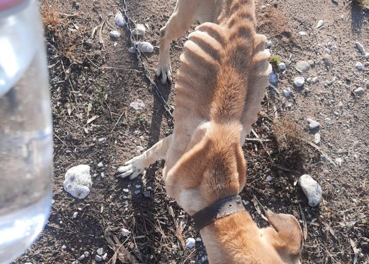 Zαχάρω: Απάνθρωπη κτηνωδία-Άφησε σκυλί να γίνει κόκκαλα δεμένο στην αλυσίδα