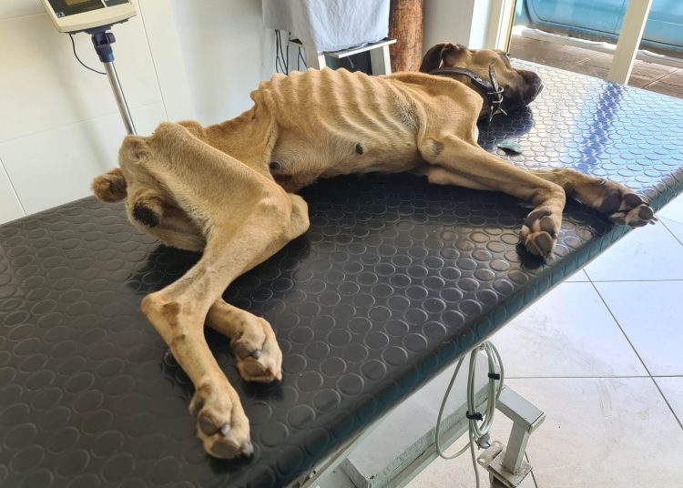 Σε κρίσιμη κατάσταση η Νίκη, το σκελετωμένο boxer που βρέθηκε αλυσοδεμένο στην Ζαχάρω