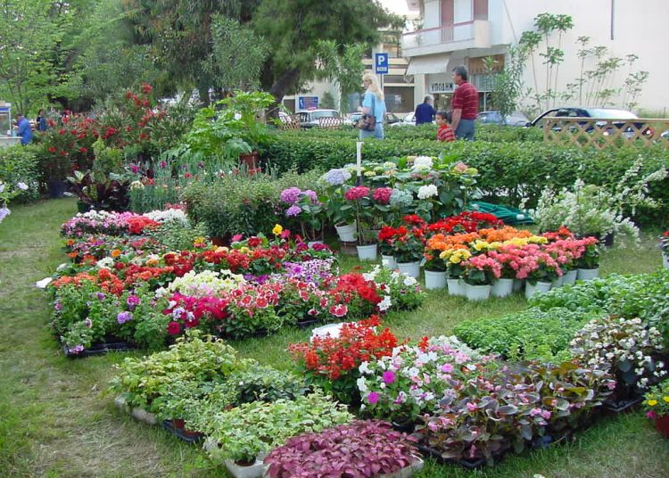 Ξεκίνησε η 21η Πανηλειακή Ανθοκομική Έκθεση Αμαλιάδας