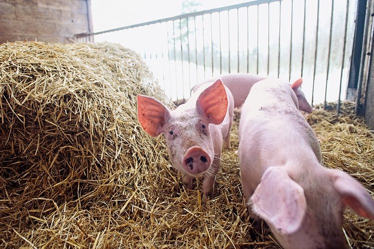 Χοίροι: Συναγερμός με την εξάπλωση της αφρικανικής πανώλης στην Ελλάδα
