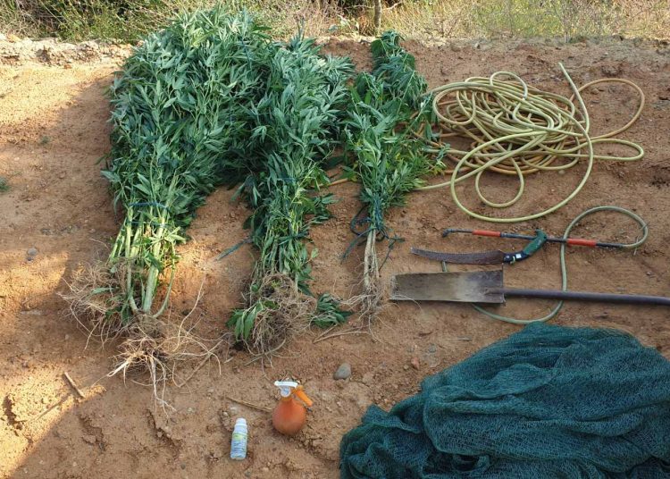 Αμαλιάδα: Έκρυβε στο χωράφι του 27 δέντρα ναρκωτικών πάνω από 2 μέτρα