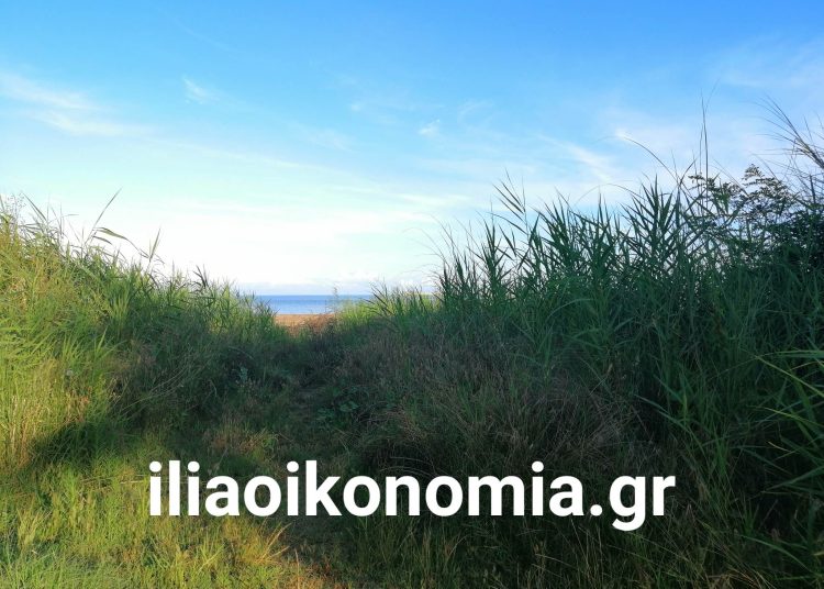 Παραλία Κατακόλου: Τα αγριόχορτα διώχνουν τουρίστες & λουόμενους