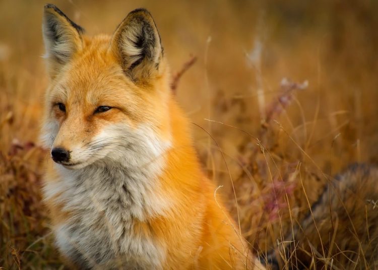 Αλεπού στην Πρέβεζα πάει κάθε μέρα για… καφέ!
