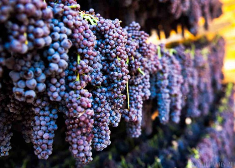 Ηλεία: Σε κακή κατάσταση η παραγωγή σταφίδας μετά τις ζημιές από τον καιρό