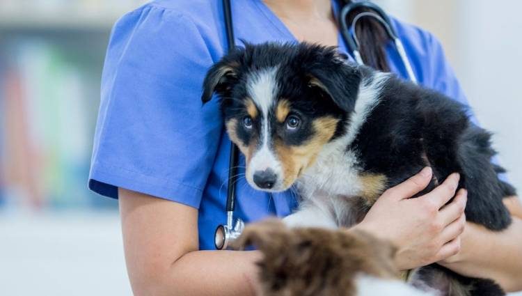 ΚΤΗΝΩΔΙΑ – Πάτρα: Εριξε καυστικό υγρό σε αδέσποτο σκυλάκι