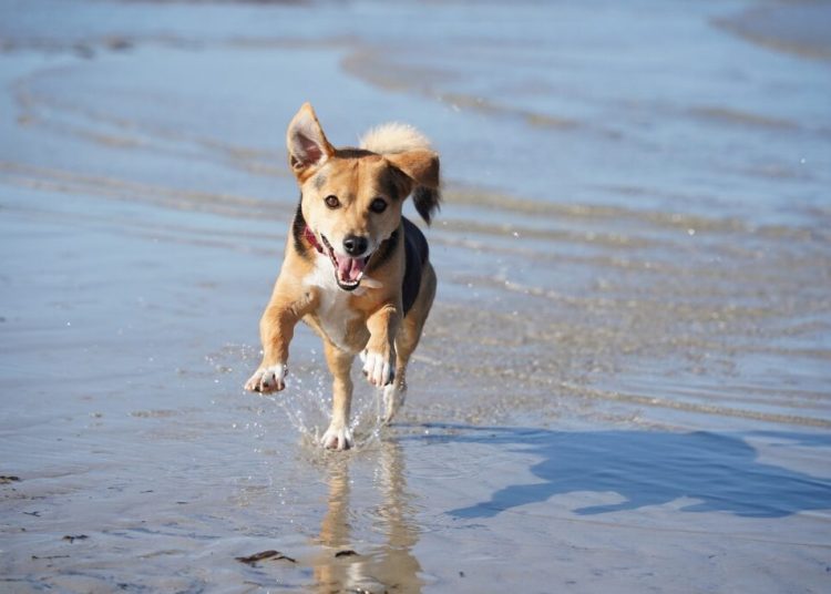 Σκύλος στην παραλία: Τι επιτρέπεται και τι απαγορεύεται σύμφωνα με το νόμο