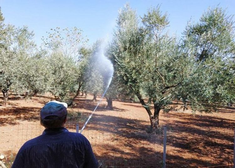 Ηλεία: Ξεκινά σήμερα ο δολωματικός ψεκασμός για δάκο στις ελιές