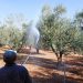 Ηλεία: Ξεκινά σήμερα ο δολωματικός ψεκασμός για δάκο στις ελιές