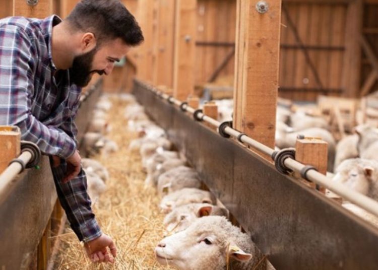 Kτηνοτροφία: Κρούσματα φυματίωσης σε αιγοπρόβατα στην Πελοπόννησο