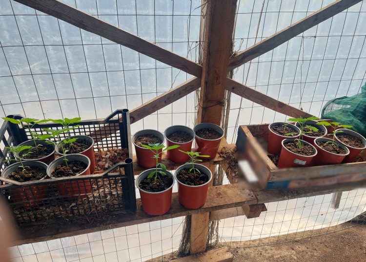 Πύργος: Καλλιεργούσαν ναρκωτικά και σχεδίαζαν να τα πουλήσουν για 50.000 ευρώ