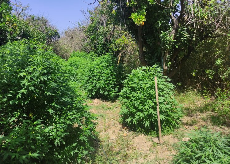 Ηλεία: Καλλιεργούσε δέντρα με κάνναβη-60.000 ευρώ τα κέρδη