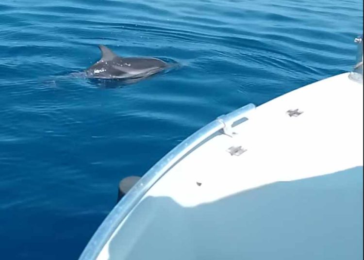 Δελφίνια βολτάρουν στο Κατάκολο!