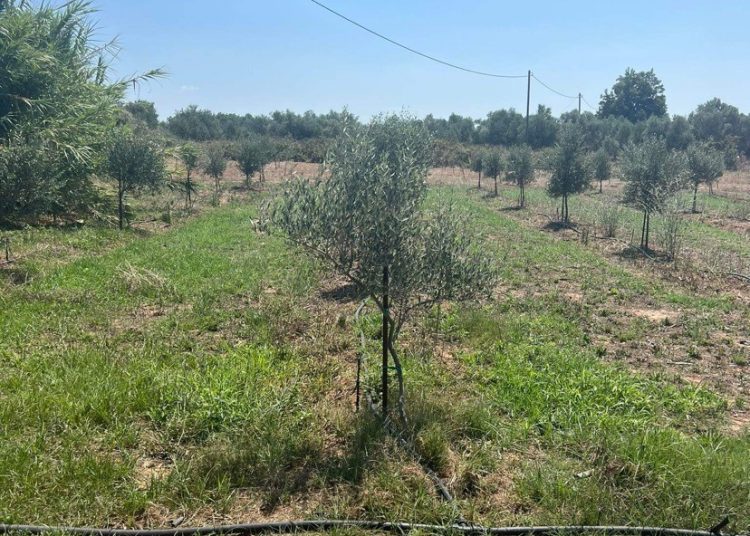 Ανδραβίδα: Αρδεύουν καλλιέργειες από δίκτυο ύδρευσης-Ρίχνει πρόστιμα ο δήμος