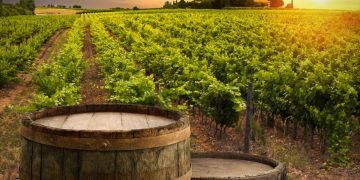 Αμπέλι: Επιδημία περονόσπορου στις καλλιέργειες-Εμφανίστηκε και στην Αρκαδία