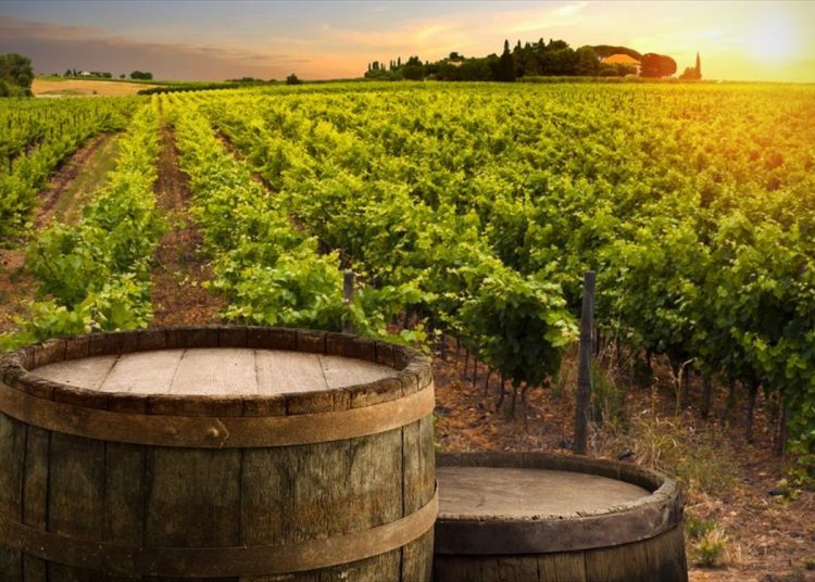 Αμπέλι: Επιδημία περονόσπορου στις καλλιέργειες-Εμφανίστηκε και στην Αρκαδία