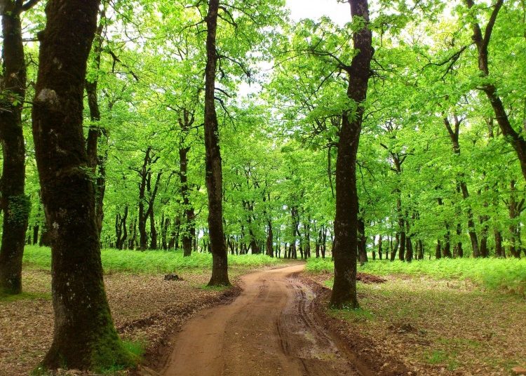 Ηλεία: Απαγόρευση κυκλοφορίας στα δάση