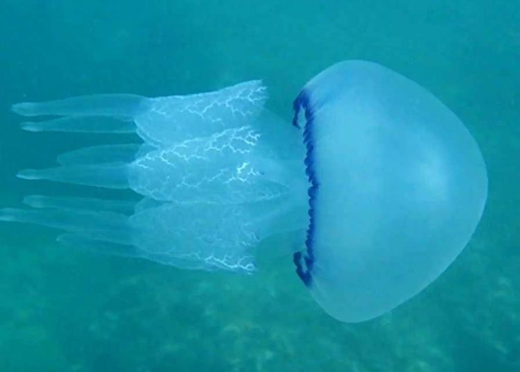 Ηλεία: Μέδουσες κατακλύζουν το Ιόνιο-Κινδυνεύουν οι ακτές μας;