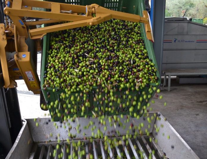 Ηλεία: Σκάνδαλο με ελαιοτριβείο-Εξέδιδε πλαστά τιμολόγια