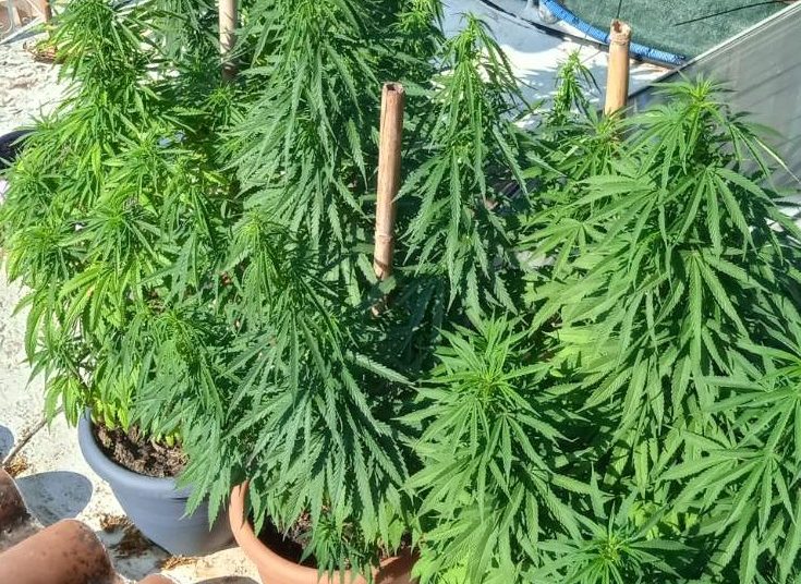 Ηλεία: Ασταμάτητες οι καλλιέργειες ναρκωτικών- Συλλήψεις σε Γαστούνη & Κρέστενα