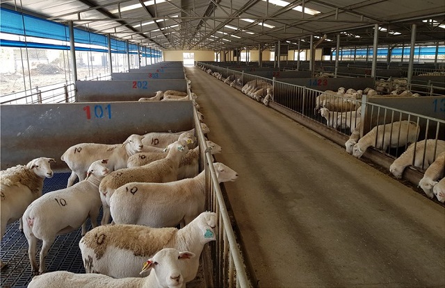 Ηλεία: 3 μεγάλα έργα εξηλεκτρισμού κτηνοτροφικών εγκαταστάσεων