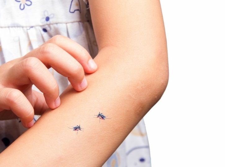 Πέντε φυσικοί τρόποι για να απωθήσετε τα κουνούπια