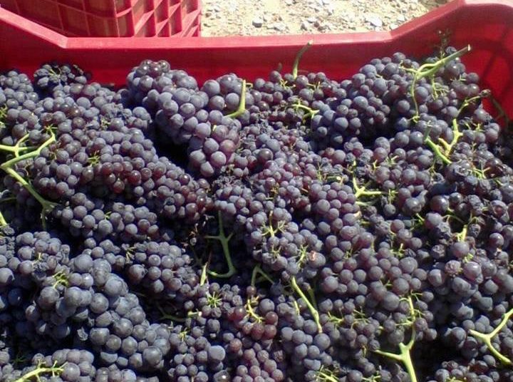Μουζάκι: Καταστροφή στην σταφίδα λόγω κακοκαιρίας