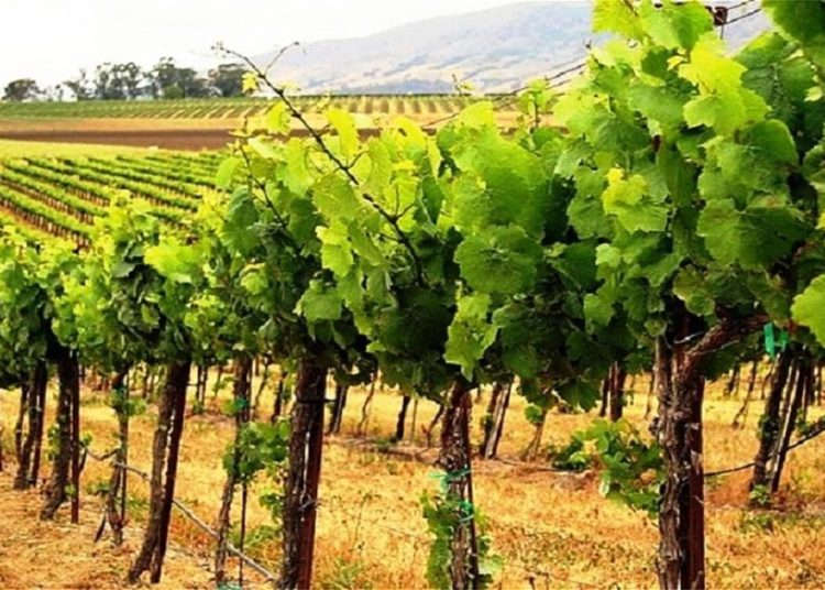 Πρωτοβουλία Περιφέρειας για αποζημίωση αγροτών αμπέλου