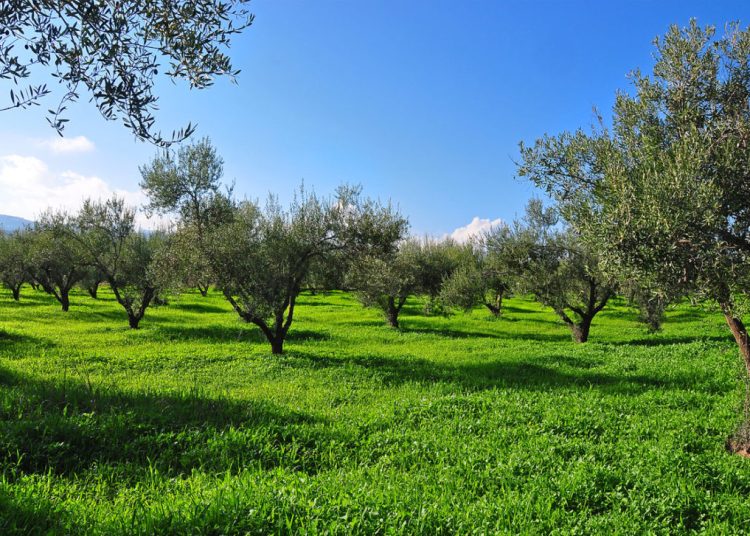 Ηλεία: Κάτω από 20.000 τόνους η φετινή ελαιοπαραγωγή
