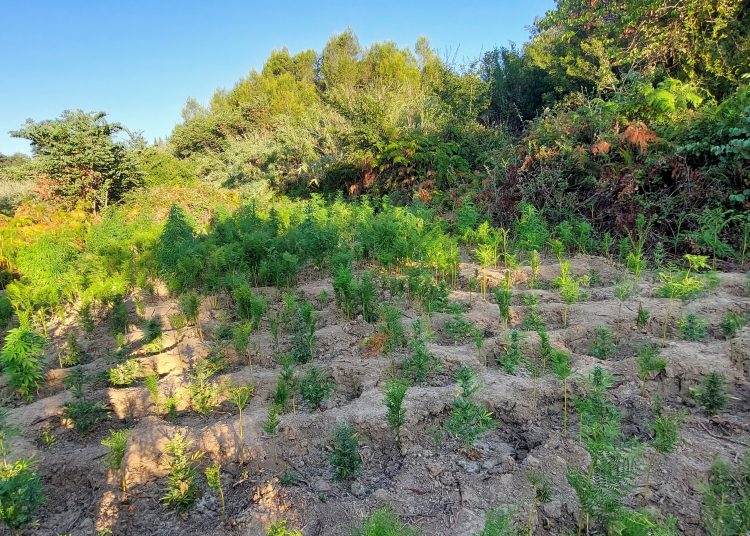 Πύργος: Φύτεψαν στο δάσος κάνναβη-120 δεντροκαλλιέργειες
