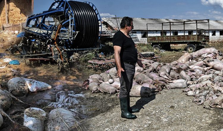 Νεκρά 72 χιλιάδες ζώα και 25 χιλιάδες πουλερικά στη Θεσσαλία-Αντιμέτωπη με υγειονομική καταστροφή