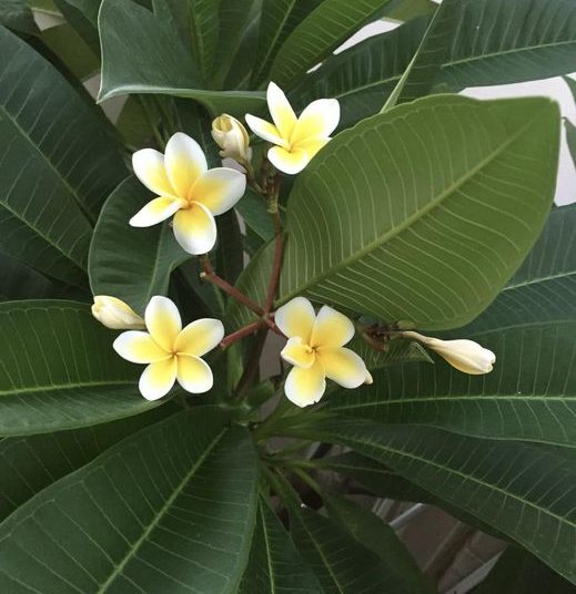 Ανάξιοι και αρχηγοί μαζί στο σύστημα που καταρρέει. (Γράφει ο Χάρης Κανελλακόπουλος)