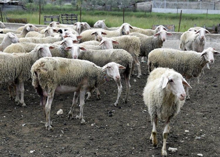 Βόλος: Κοπάδι προβάτων έφαγε 100 κιλά φαρμακευτική κάνναβη και την ¨άκουσε¨