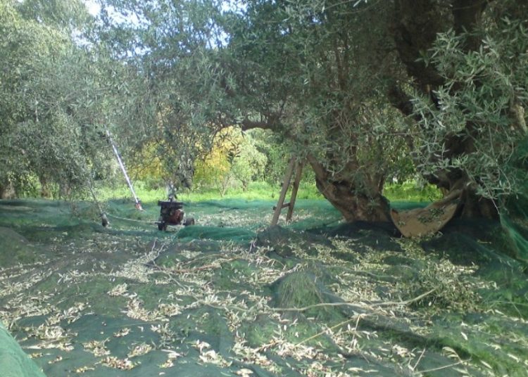 Ξεκίνησαν οι κλοπές στις ελλαιοκαλλιέργειες-Κρήτη: Έκλεψαν 13 κλούβες ελιές