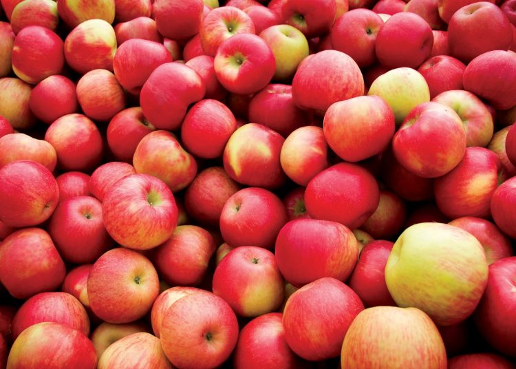 Σκέψεις για μεταφορά των μήλων με καράβια από Πήλιο-Αγωνία για τις τιμές