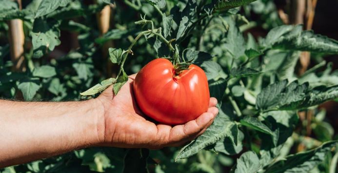 “Είδος πολυτελείας” η ντομάτα – Στα ύψη η τιμή της