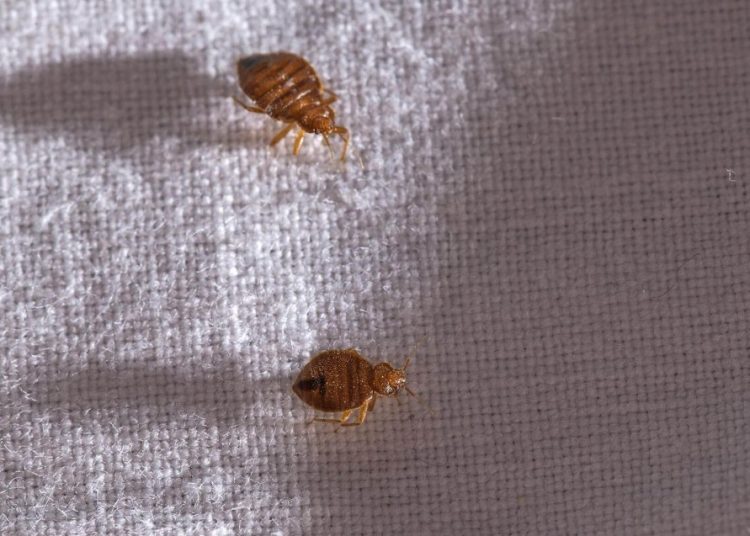 Κοριοί: «Συναγερμός» για εισβολή τους στην Ελλάδα