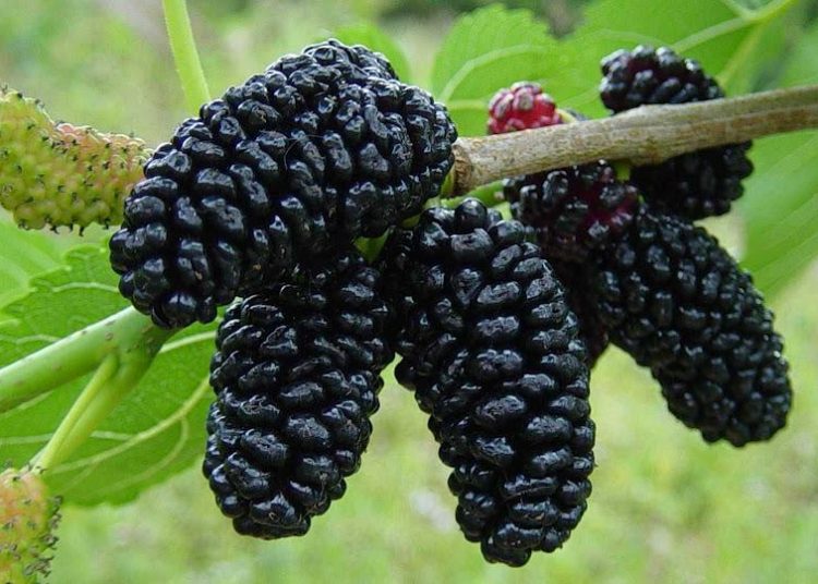 Ηλεία: Επεκτείνεται η μόλυνση δέντρων μουριάς από σκαθάρι