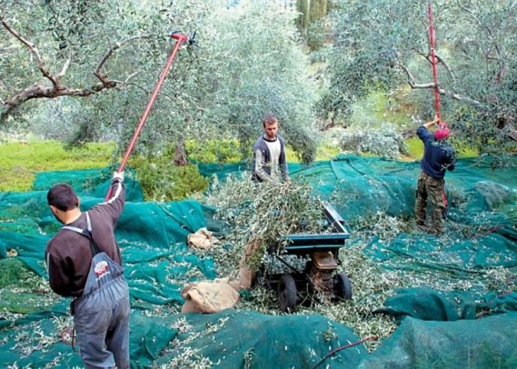 Μεσσηνία: Πλαφόν στα 45 ευρώ μεροκάματο για τις ελιές