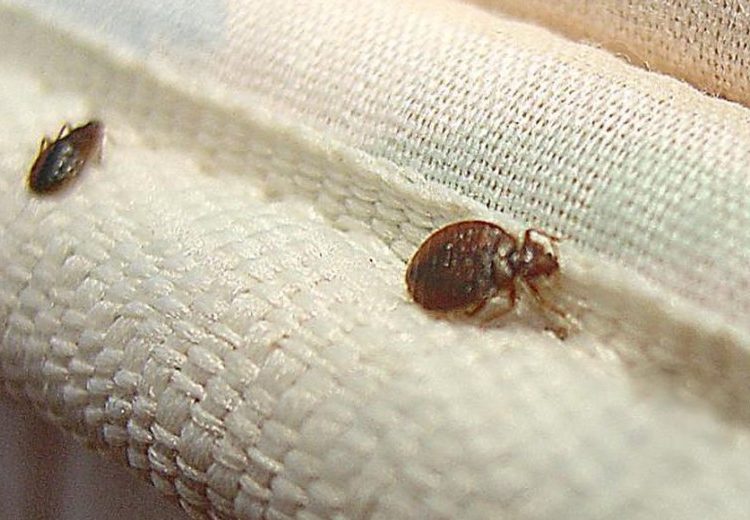 Επέλαση κοριών και στην Ελλάδα-Κλείνει ξενοδοχείο