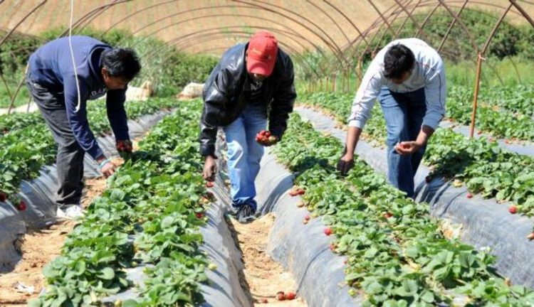Ηλεία: Αλλοδαποί εργάτες γης έρχονται για να καλύψουν τα κενά σε εργατικά χέρια