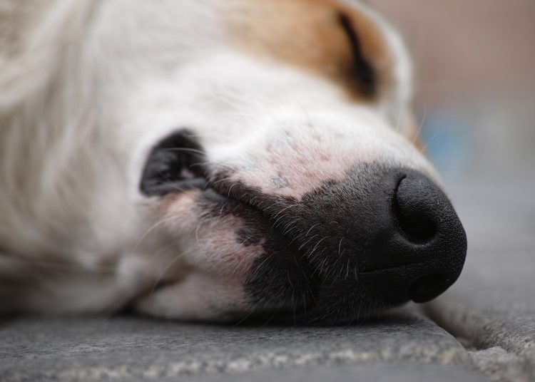 Σεπόλια: Χώρισαν και για να την εκδικηθεί έριξε φόλα στον σκύλο της